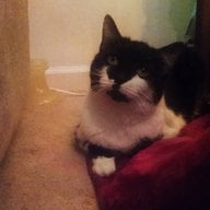 TheDancingWriter profile picture