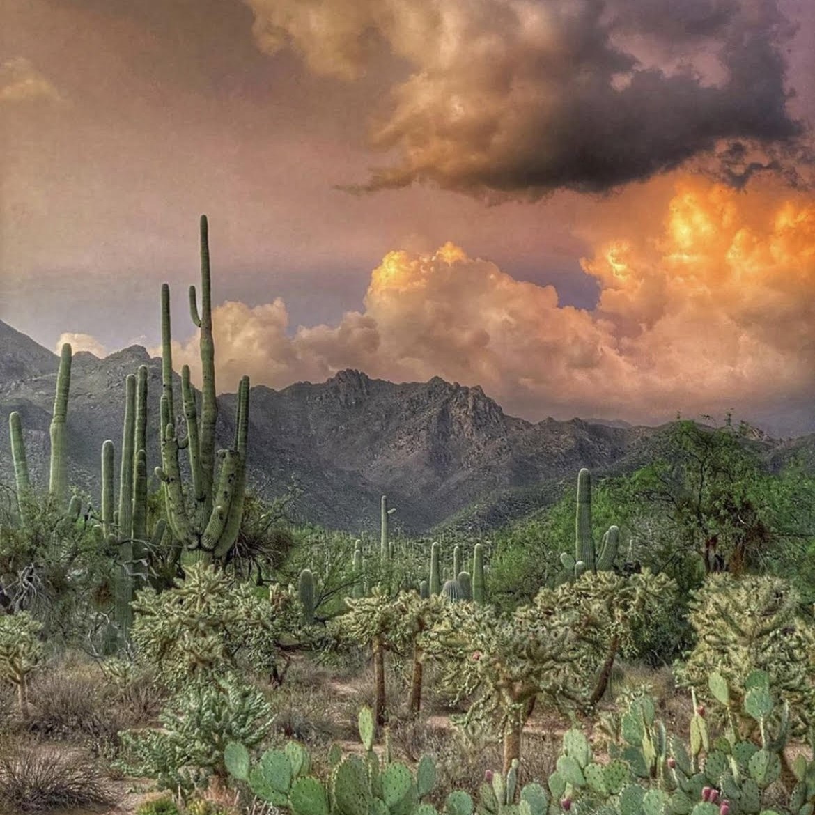 templarpsi profile picture