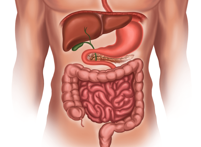 Medical illustration showing the human digestive system, including the liver, stomach, pancreas, small intestine, large intestine, and rectum.