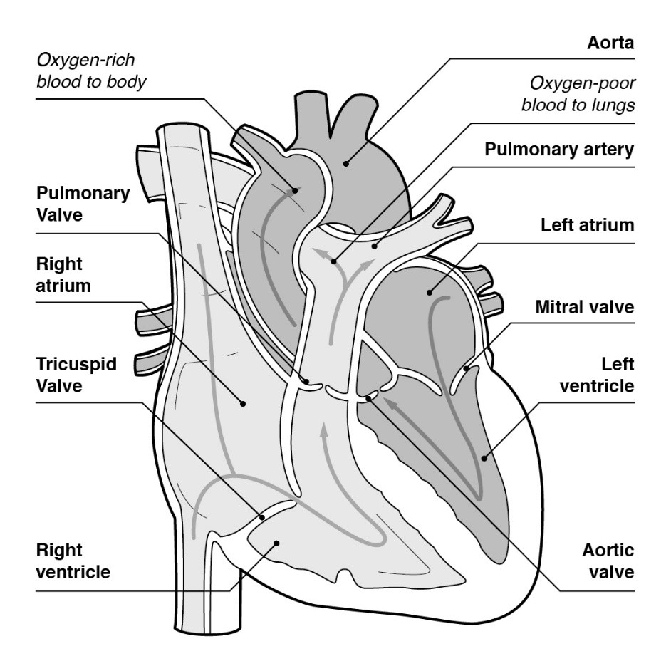Labeled diagram of the human heart showing chambers, valves, major arteries, and flow of oxygen-rich and oxygen-poor blood.