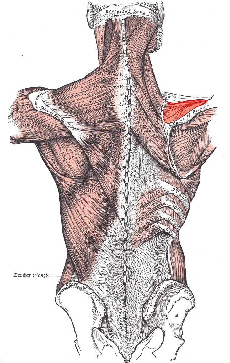 Anatomical illustration of the human back showing labeled superficial and deep muscles, with the supraspinatus muscle highlighted in red.